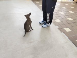 山梨県甲府市の犬の保育園もふ＆ふる　犬のしつけ　ドッグトレーニング