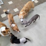 山梨県甲府市の犬の保育園もふ＆ふる　犬のしつけ　ドッグトレーニング