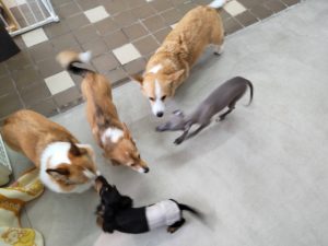 山梨県甲府市の犬の保育園もふ＆ふる　犬のしつけ　ドッグトレーニング