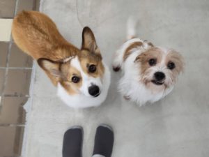 山梨県甲府市の犬の保育園もふ＆ふる　犬のしつけ　ドッグトレーニング