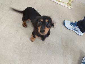 山梨県甲府市の犬の保育園もふ＆ふる　犬のしつけ　ドッグトレーニング