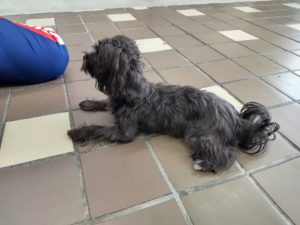 山梨県甲府市の犬の保育園もふ＆ふる　犬のしつけ　ドッグトレーニング