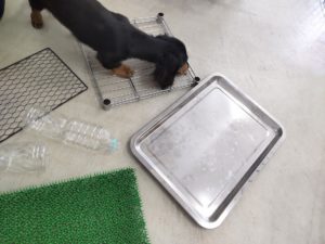 山梨県甲府市の犬の保育園もふ＆ふる　犬のしつけ　ドッグトレーニング