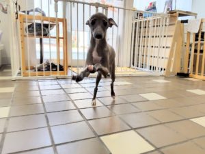 山梨県甲府市の犬の保育園もふ＆ふる　犬のしつけ　ドッグトレーニング