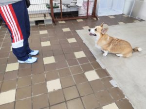 山梨県甲府市の犬の保育園もふ＆ふる　犬のしつけ　ドッグトレーニング