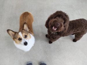 山梨県甲府市の犬の保育園もふ&ふる 犬のしつけ ドッグトレーニング