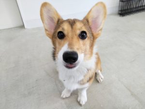 山梨県甲府市の犬の保育園もふ&ふる 犬のしつけ ドッグトレーニング