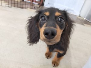 山梨県甲府市の犬の保育園もふ&ふる 犬のしつけ ドッグトレーニング