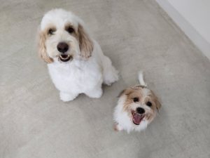 山梨県甲府市の犬の保育園もふ＆ふる　犬のしつけ　ドッグトレーニング