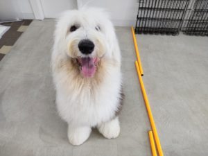 山梨県甲府市の犬の保育園もふ＆ふる　犬のしつけ　ドッグトレーニング