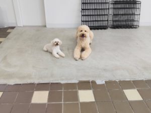 山梨県甲府市の犬の保育園もふ＆ふる　犬のしつけ　ドッグトレーニング