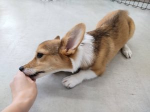 山梨県甲府市の犬の保育園もふ＆ふる　犬のしつけ　ドッグトレーニング