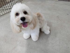山梨県甲府市の犬の保育園もふ＆ふる　犬のしつけ　ドッグトレーニング