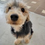 山梨県甲府市の犬の保育園もふ＆ふる　犬のしつけ　ドッグトレーニング