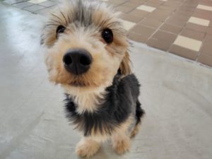 山梨県甲府市の犬の保育園もふ＆ふる　犬のしつけ　ドッグトレーニング