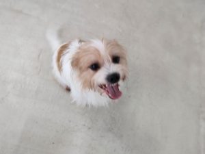 山梨県甲府市の犬の保育園もふ＆ふる　犬のしつけ　ドッグトレーニング