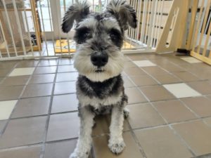 山梨県甲府市の犬の保育園もふ＆ふる　犬のしつけ　ドッグトレーニング