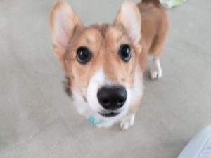 山梨県甲府市の犬の保育園もふ＆ふる　犬のしつけ　ドッグトレーニング