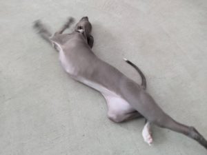 山梨県甲府市の犬の保育園もふ＆ふる　犬のしつけ　ドッグトレーニング