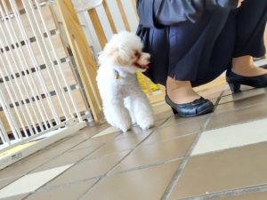山梨県甲府市の犬の保育園もふ＆ふる　犬のしつけ　ドッグトレーニング