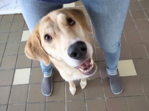 山梨県甲府市の犬の保育園もふ＆ふる　犬のしつけ　ドッグトレーニング