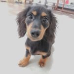 山梨県甲府市の犬の保育園もふ＆ふる　犬のしつけ　ドッグトレーニング