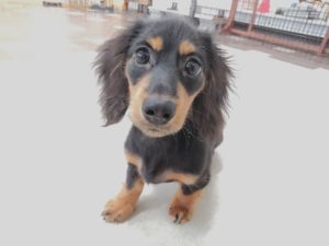 山梨県甲府市の犬の保育園もふ＆ふる　犬のしつけ　ドッグトレーニング