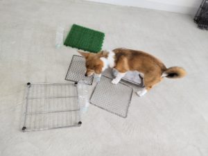 山梨県甲府市の犬の保育園もふ＆ふる　犬のしつけ　ドッグトレーニング