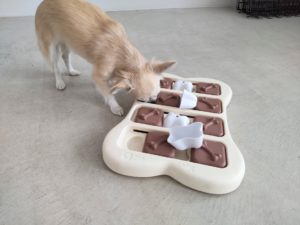 山梨県甲府市の犬の保育園もふ＆ふる　犬のしつけ　ドッグトレーニング