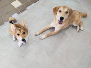 山梨県甲府市の犬の保育園もふ＆ふる　犬のしつけ　ドッグトレーニング