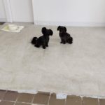 山梨県甲府市の犬の保育園もふ＆ふる　犬のしつけ　ドッグトレーニング