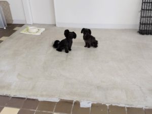 山梨県甲府市の犬の保育園もふ＆ふる　犬のしつけ　ドッグトレーニング