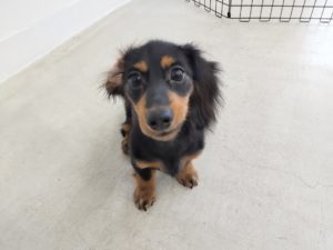 山梨県甲府市の犬の保育園もふ＆ふる　犬のしつけ　ドッグトレーニング