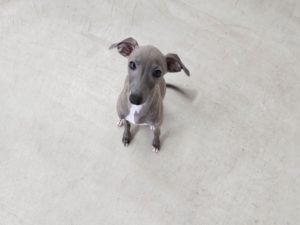 山梨県甲府市の犬の保育園もふ＆ふる　犬のしつけ　ドッグトレーニング