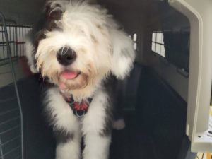 山梨県甲府市の犬の保育園もふ＆ふる　犬のしつけ　ドッグトレーニング