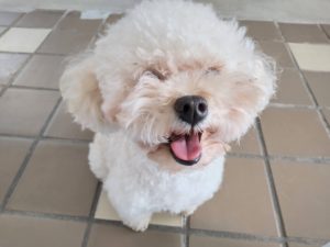 山梨県甲府市の犬の保育園もふ＆ふる　犬のしつけ　ドッグトレーニング