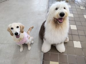 山梨県甲府市の犬の保育園もふ＆ふる　犬のしつけ　ドッグトレーニング