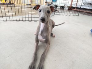 山梨県甲府市の犬の保育園もふ＆ふる　犬のしつけ　ドッグトレーニング