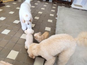 山梨県甲府市の犬の保育園もふ＆ふる　犬のしつけ　ドッグトレーニング