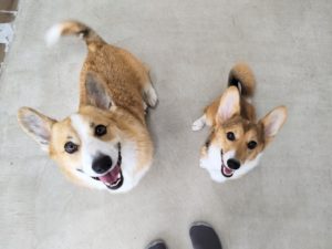 山梨県甲府市の犬の保育園もふ＆ふる　犬のしつけ　ドッグトレーニング