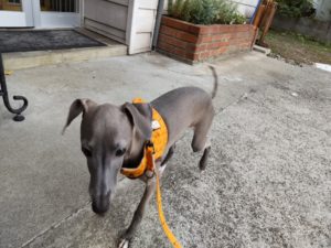 山梨県甲府市の犬の保育園もふ＆ふる　犬のしつけ　ドッグトレーニング