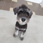 山梨県甲府市の犬の保育園もふ＆ふる　犬のしつけ　ドッグトレーニング