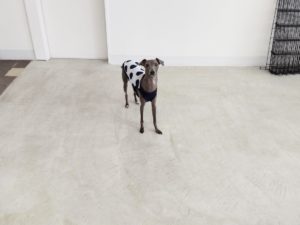 山梨県甲府市の犬の保育園もふ＆ふる　犬のしつけ　ドッグトレーニング