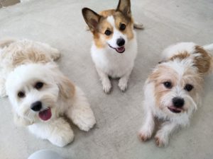 山梨県甲府市の犬の保育園もふ＆ふる　犬のしつけ　ドッグトレーニング