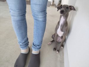 山梨県甲府市の犬の保育園もふ＆ふる　犬のしつけ　ドッグトレーニング