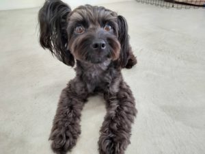 山梨県甲府市の犬の保育園もふ＆ふる　犬のしつけ　ドッグトレーニング