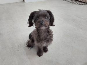 山梨県甲府市の犬の保育園もふ＆ふる　犬のしつけ　ドッグトレーニング