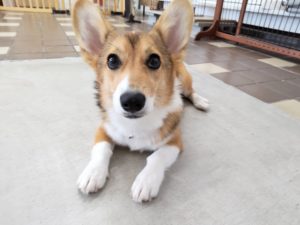 山梨県甲府市の犬の保育園もふ＆ふる　犬のしつけ　ドッグトレーニング