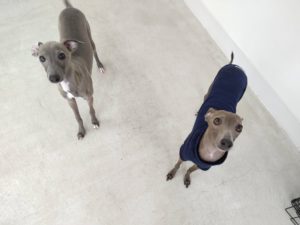 山梨県甲府市の犬の保育園もふ＆ふる　犬のしつけ　ドッグトレーニング