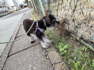 山梨県甲府市の犬の保育園もふ＆ふる　犬のしつけ　ドッグトレーニング